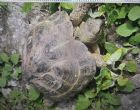 Hermanns : Female approx 8 years old (Tim)